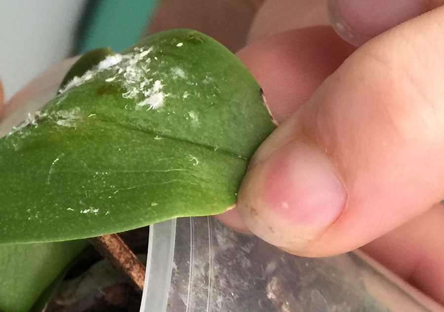 Mealybugs on an orchid leaf 