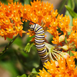 Asclepias syriaca with a monarch caterpillar