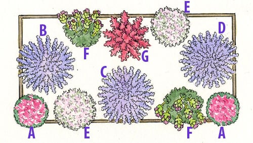 ilustration of plans for a lavender garden