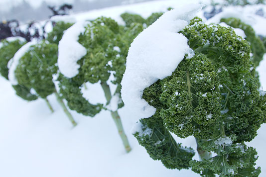 Kale growing in winter