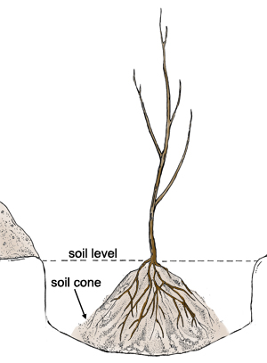 diagram of tree