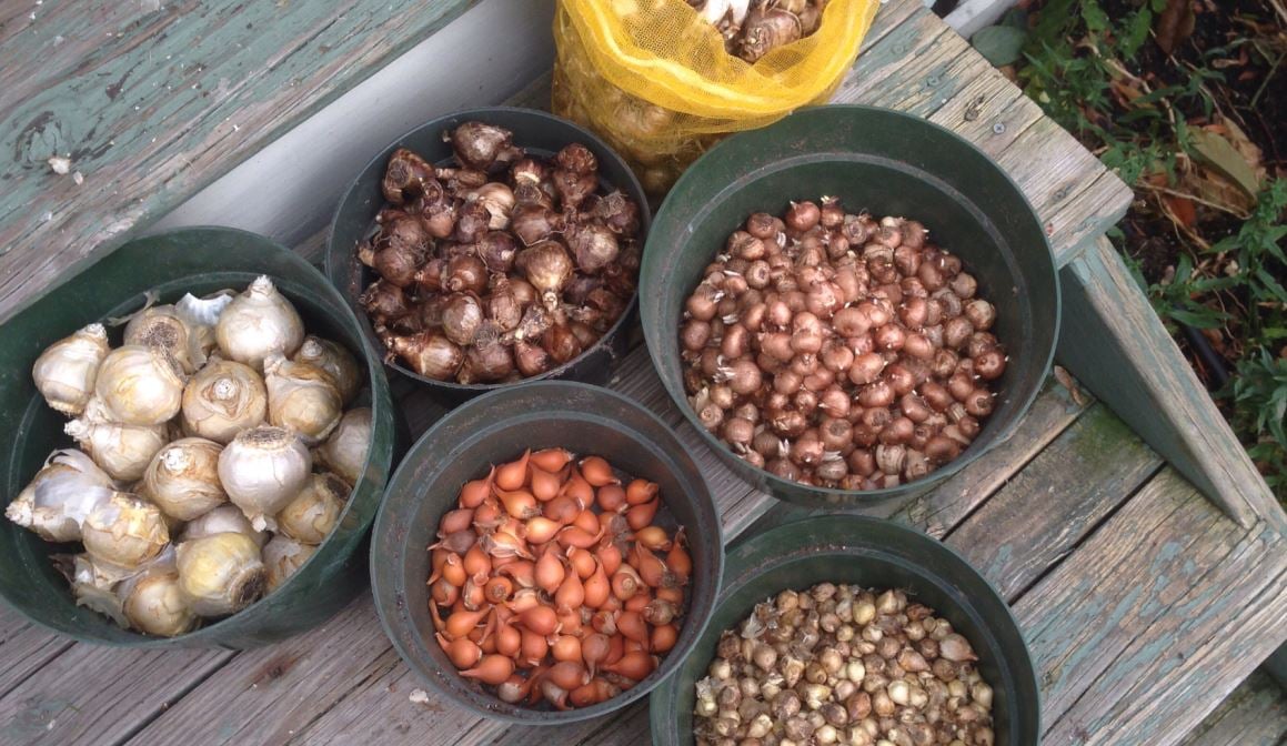 6 buckets full of tulip bulbs ready for mass planting