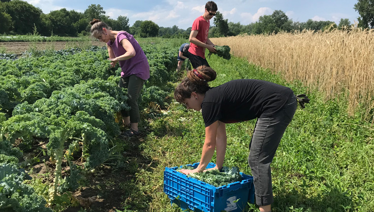 Employees gleaning kale in the Intervale farms