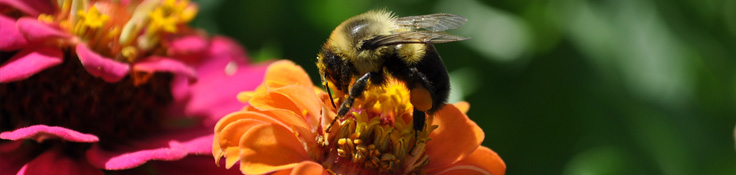 Bumblebee on zinnia