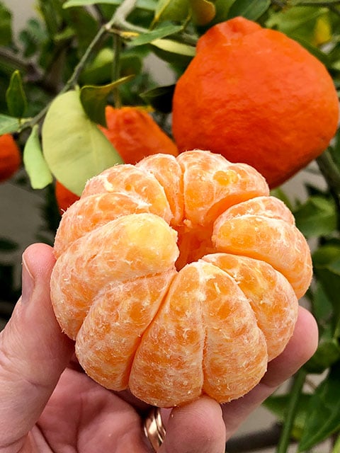 Ripe clementine