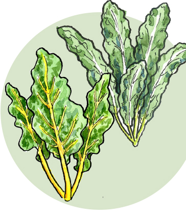 arugula and pea shoots illustration
