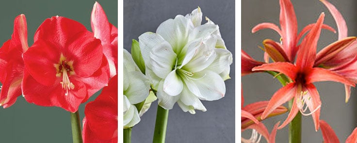 three amaryllis flower shapes