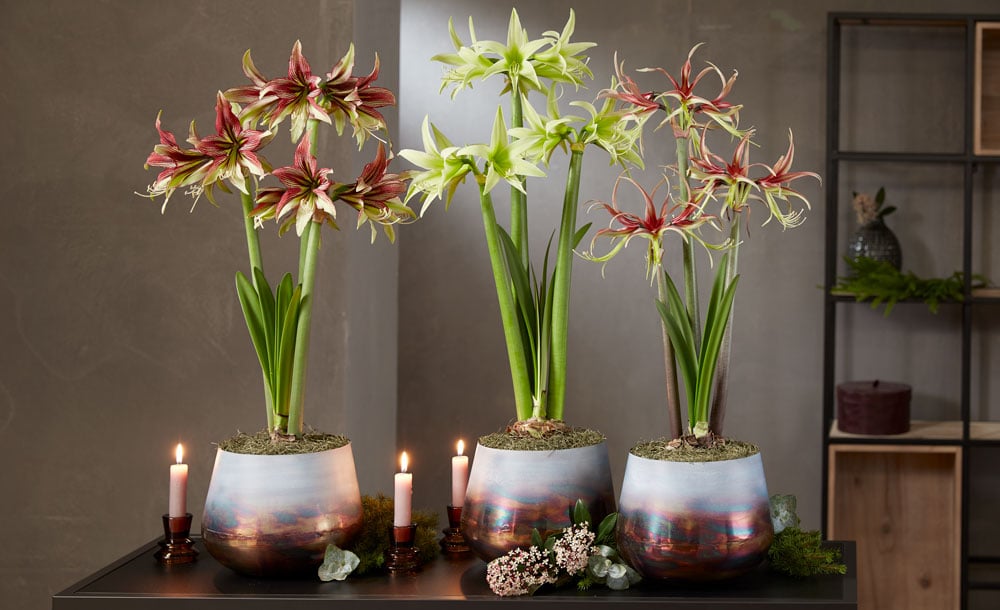 Cybister Potted Amaryllis on tabletop