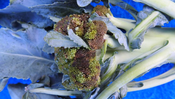 Bacterial Wilt Rot on Broccoli