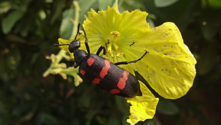  Blister Beetle on a yellow flower
