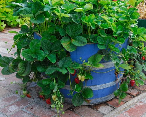 strawberries planted in a wooden barrel painted blue