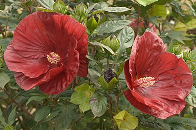 Hardy hibiscus 'Cranberry Crush'