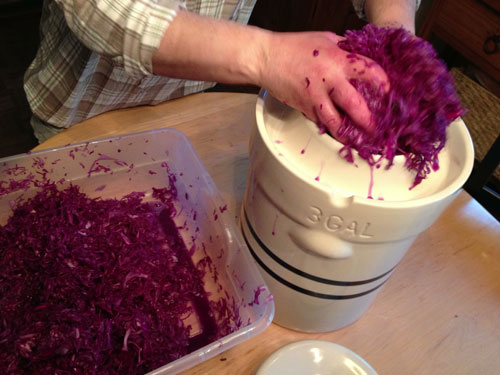 loading shredded cabbage into a pickling crock 