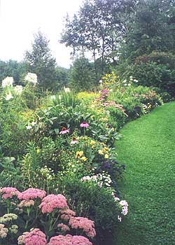 Healthy green lawn adjacent to a curved perennial border