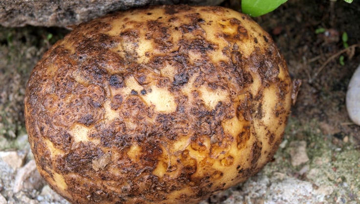 5361-potato-scab.jpg