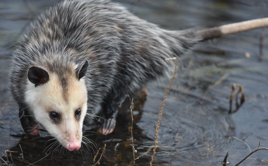 opossum standing in shallow water 