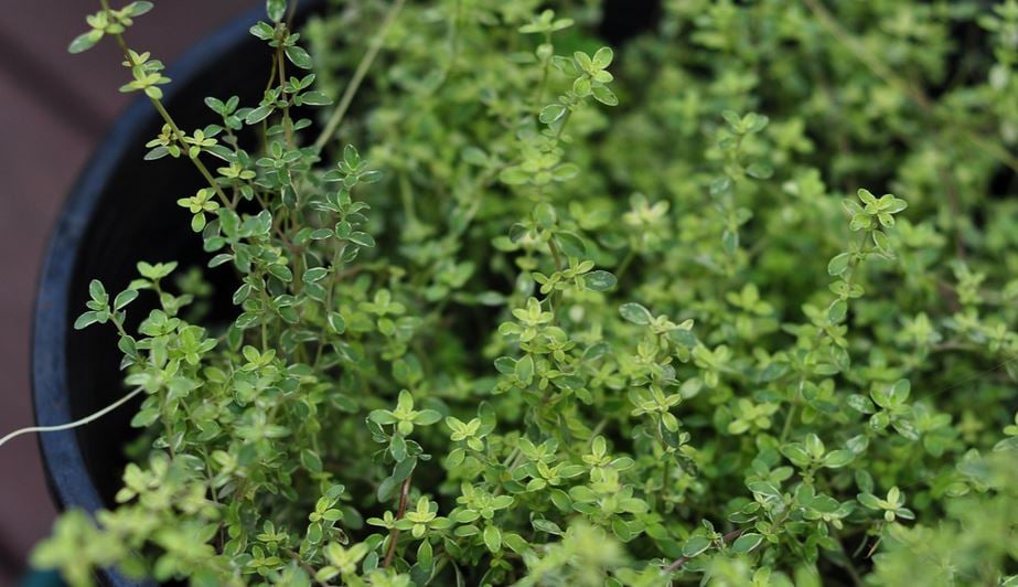 thyme growing in a container 