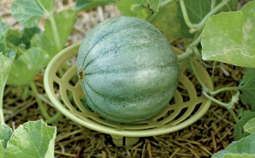 plastic cradle supporting a ripening melon