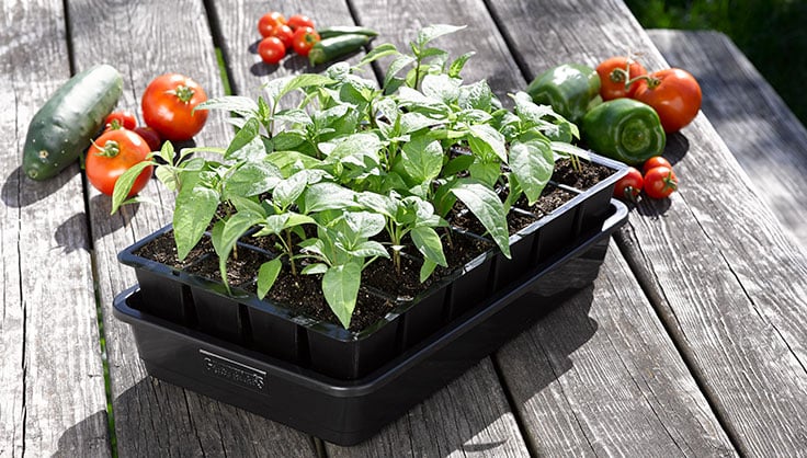 GrowEase Seed Starting Tray with Peppers