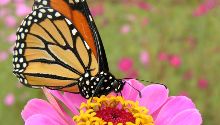 Monarch on zinnia flower