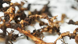 Root-Knot Nematodes