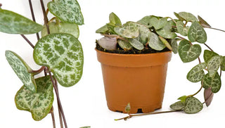How to Grow & Care for String of Hearts