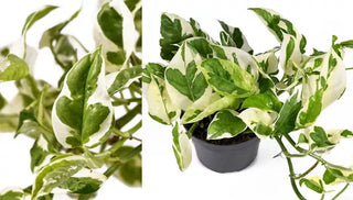 How to Grow & Care for a Njoy Pothos
