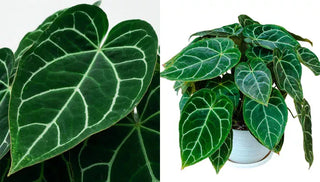How to Grow & Care for Crystal Anthurium
