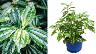 How to Grow & Care for Aluminum Plants
