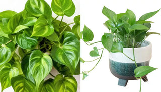How to Care for a Jade Pothos