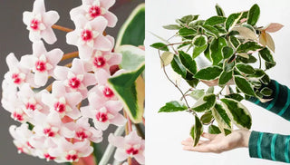 How to Care for a Hoya Krimson Queen