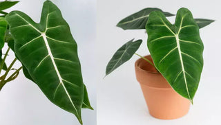 How to Care for a Alocasia Frydek