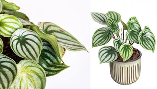 How to Care for Watermelon Peperomia