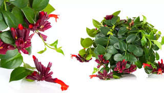 How to Care for Lipstick Plants