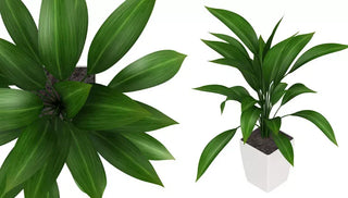 How to Care for a Cast Iron Plant