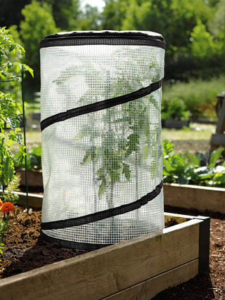  || https://assets.gardeners.com/transform/26a4639e-d88d-488e-ad58-166a7e6802fc/8589749_4171_pop-up-tomato-plant-protector-and-accelerator-tif