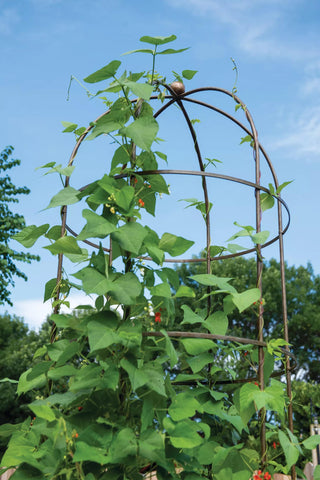  || https://assets.gardeners.com/transform/e82aaecc-12d3-4f0d-980c-46e511f2dc55/8612997_0057