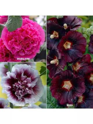  || https://assets.gardeners.com/transform/008d0e44-f3aa-4ebb-8c93-0e56c9754014/8613798_01V_3-4