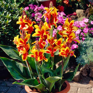  || https://assets.gardeners.com/transform/a954774b-f67a-4b60-b5af-9fc7807cdb4f/8613826_03V