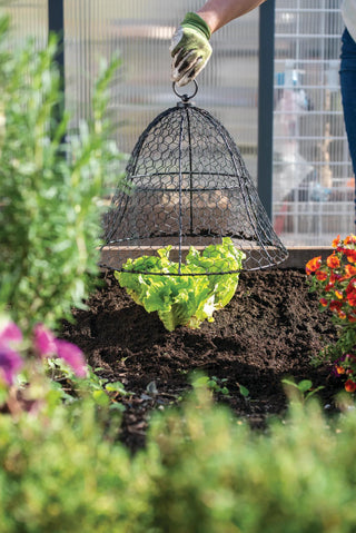  || https://assets.gardeners.com/transform/3e23a14f-07fd-4788-b657-c4dea9f8a127/8614517_0058