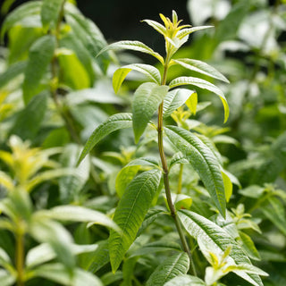 || https://assets.gardeners.com/transform/7d352bfc-c5ae-4707-89bc-332635a2fc6c/AdobeStock_91495822