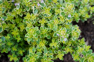  || https://assets.gardeners.com/transform/3704f75d-97a4-4e16-8c46-e8de6b7b8e7c/AdobeStock_97249650