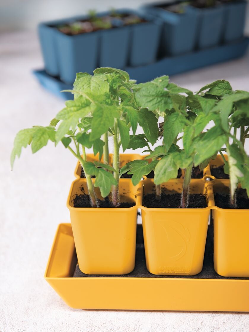 7 DIY Seed Pots From Common Household Items for Starting Seeds Indoors