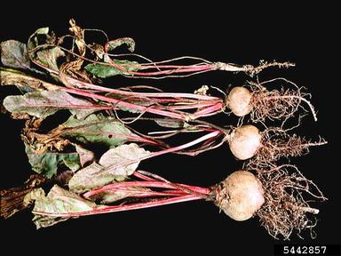 Sugar beets infected with nematodes