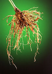 Pepper plant roots with galls caused by knot-root nematodes.