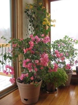  three different varieties of bougainvillea growing indoors in a Vermont home