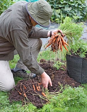 Carrots in a Grow Bag