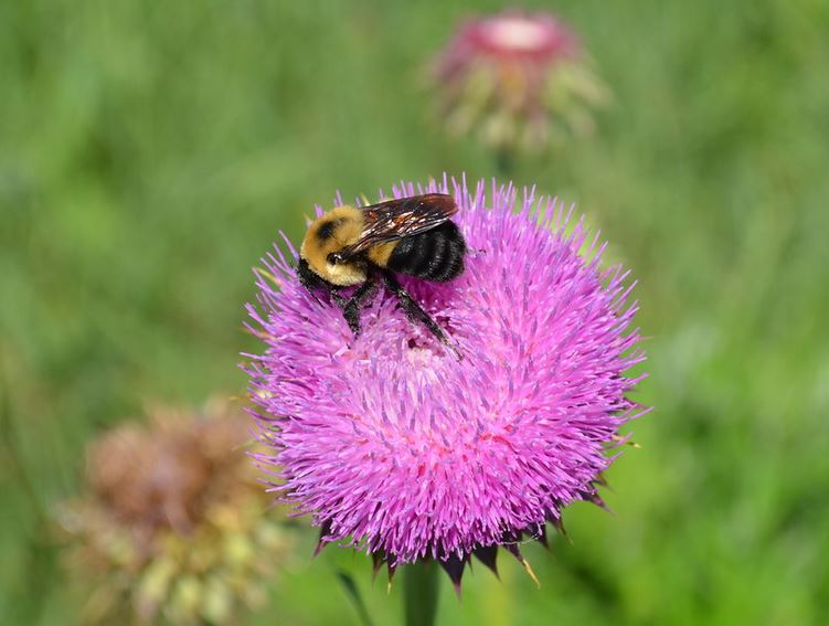 Attracting Beneficial Bees Gardener S Supply