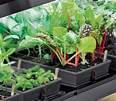Vegetable seedlings growing under full-spectrum lights