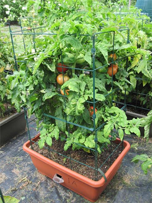 How to Choose Tomato Plant Varieties | Gardener's Supply